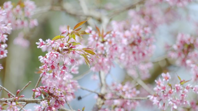 云南德宏西山樱花、蜜蜂采蜜