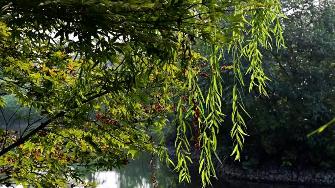 湖边垂柳随风摇曳实拍视频