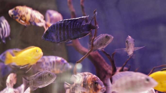 在水族馆游泳的热带鱼