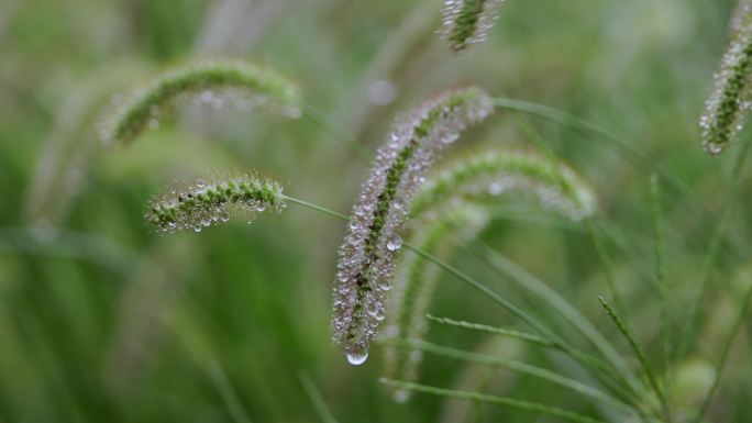 挂满水珠雨水的狗尾巴草4k 完整版