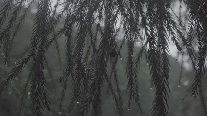 雨后柏树上的雨珠03