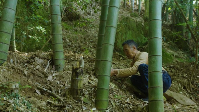 河流小溪 生态环境 采集竹子 传统工艺