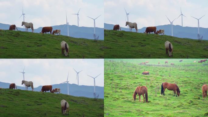 乌蒙大草原牛群马儿吃草