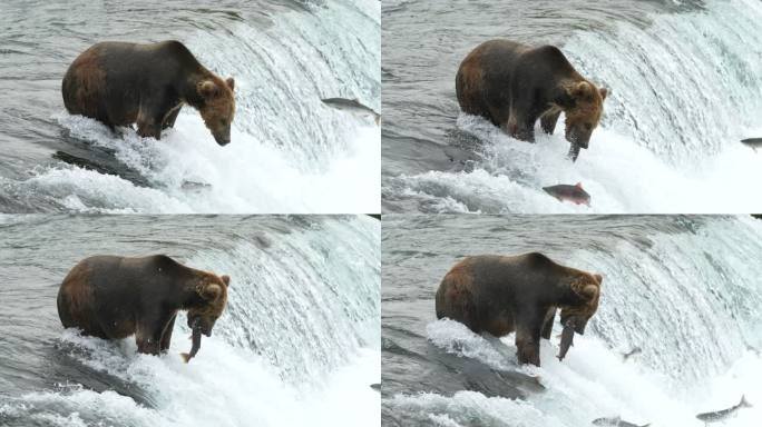 Brooks Falls捕鲑鱼的棕熊-4K慢动作