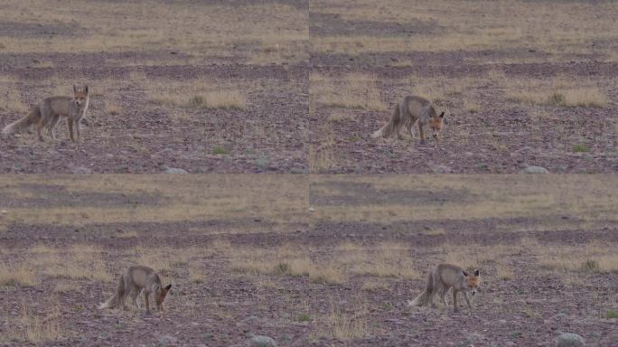 阿里草原上的野生藏狐狸