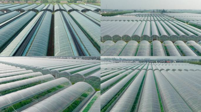 4K_航拍现代化大棚种植业农业