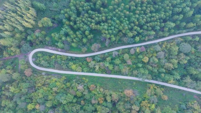 航拍东北树林中的道路