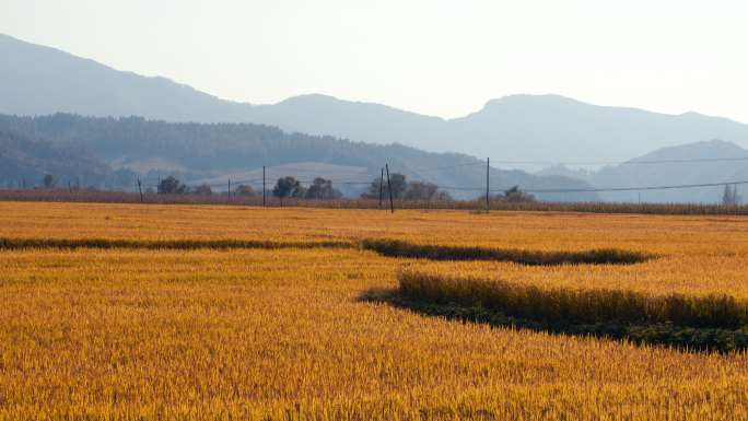 稻田 金秋 丰收 田野