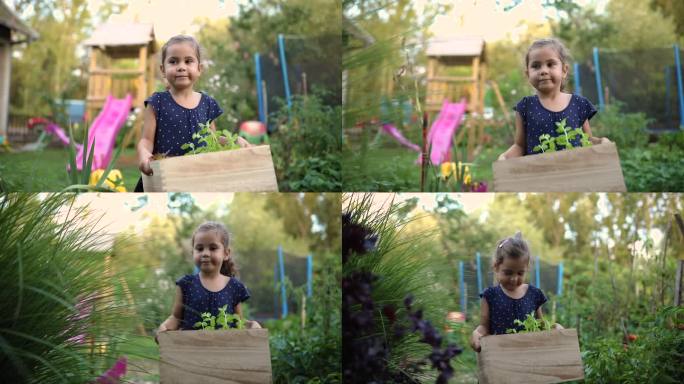 勤奋的5岁女孩，穿着连衣裙，提着一个装有草药的木箱