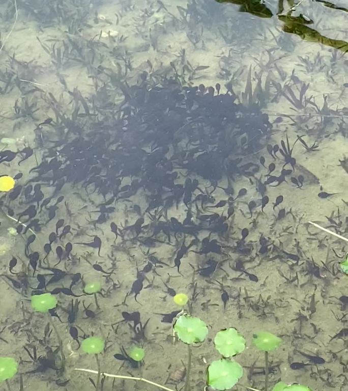 一群小蝌蚪在水里游