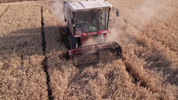 航拍郑州黄河麦田麦子丰收