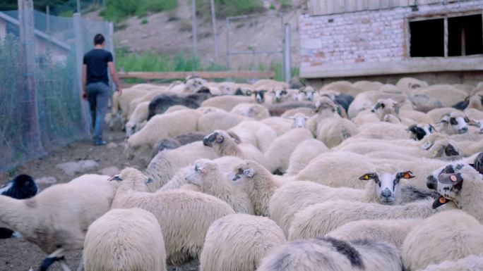 养羊业。在一天结束时进入畜牧场的谷仓。传统农业。