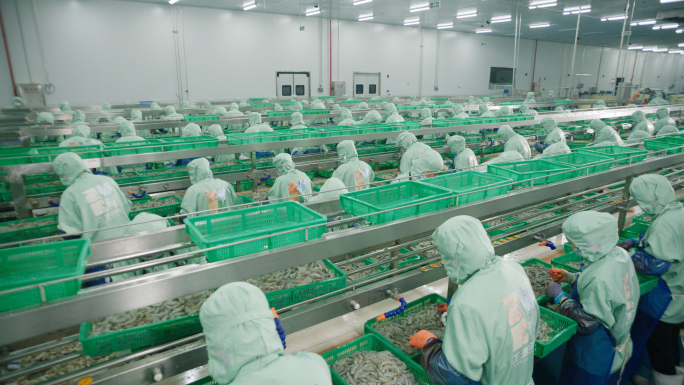 4K_食品厂生产对虾处理虾仁生产