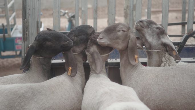 牛羊集市卖羊屠宰场养殖场
