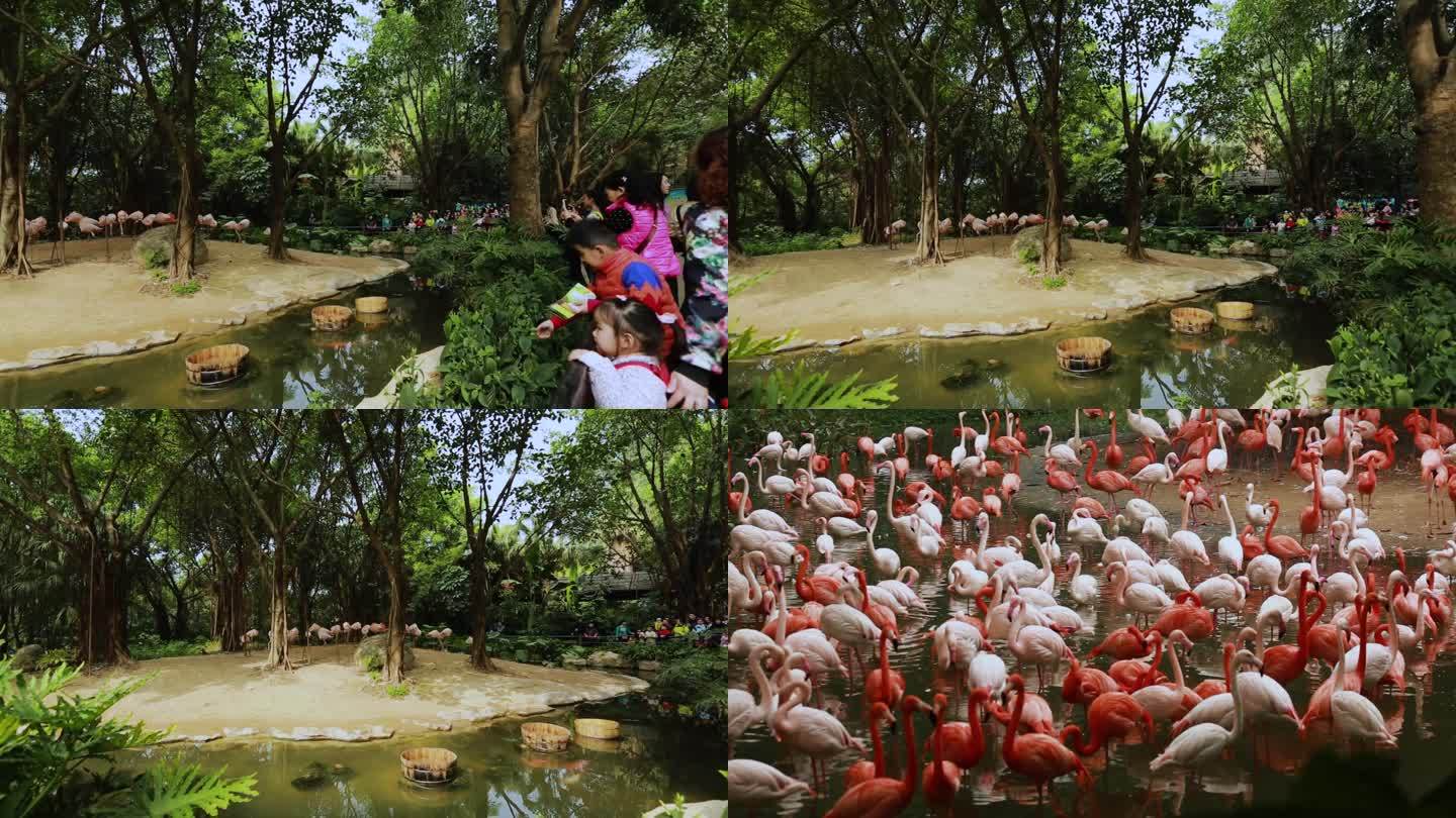 动物园 野生动物 火烈鸟 旅游观光