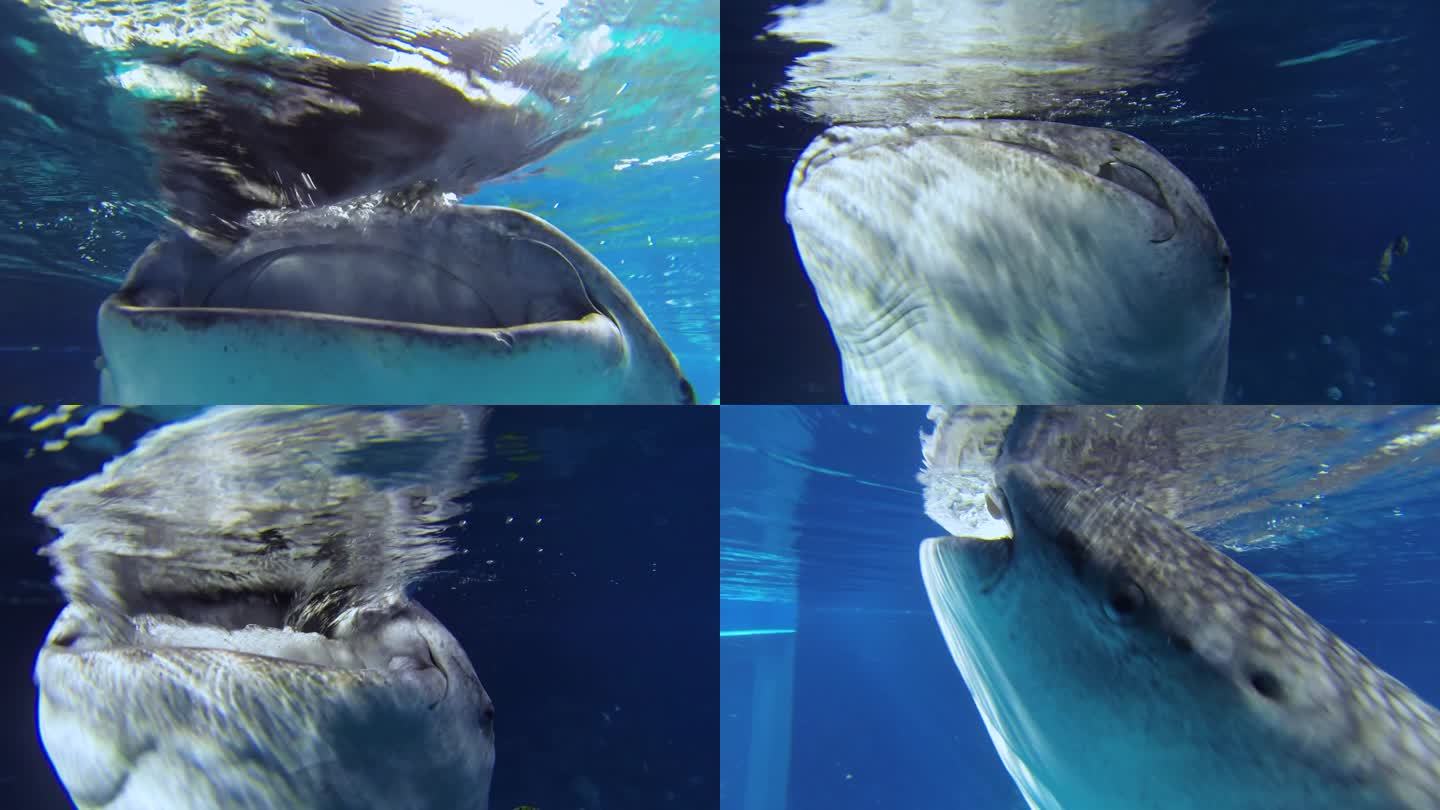 海洋馆 水族馆 鲸鲨 投喂食物