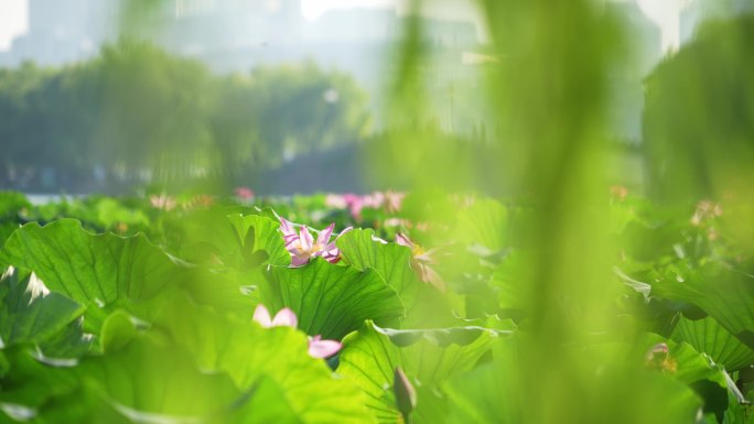 夏天杭州西湖里碧绿的荷叶和粉红的莲花