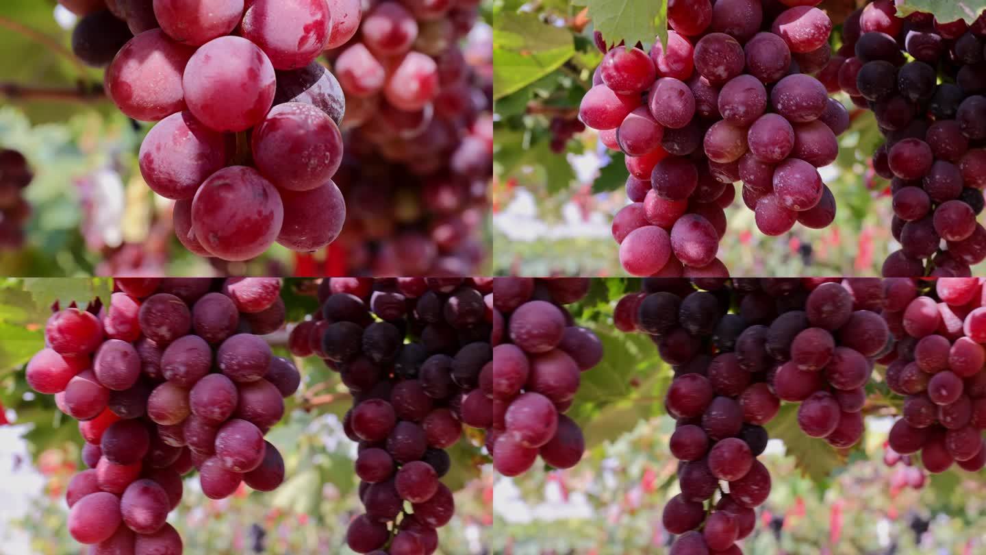 葡萄园中的红葡萄