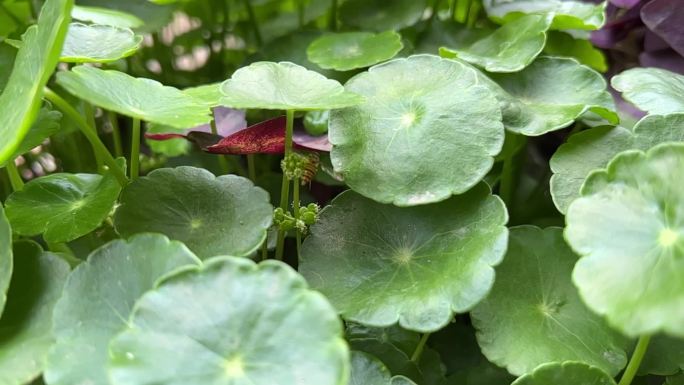 金钱草 香菇草 铜钱草 铜钱叶 蜜蜂