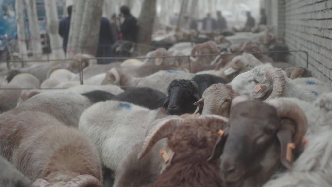 牛羊集市牛羊养殖场畜牧业山羊绵羊群