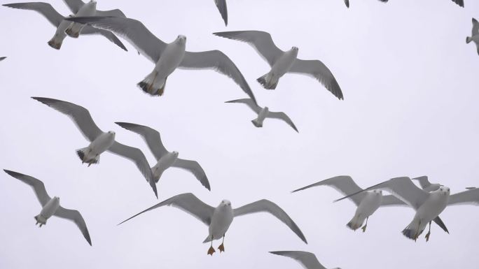 大片密集低空飞行的海鸥