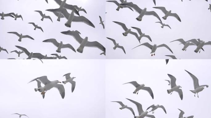 大片密集低空飞行的海鸥