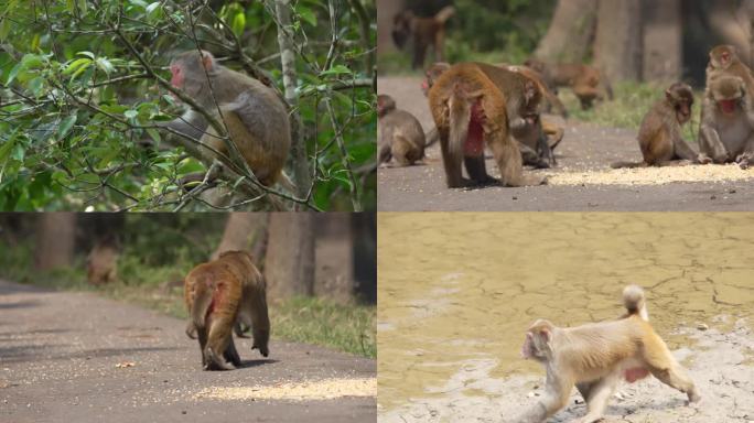 猕猴 猴王 生活习性 争斗