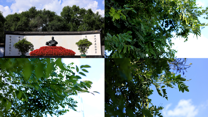 鲁迅公园鲁迅雕像延时摄影树叶