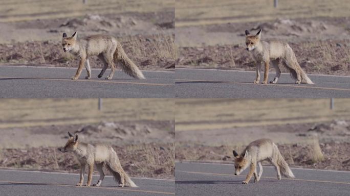 阿里公路上的野生藏狐狸