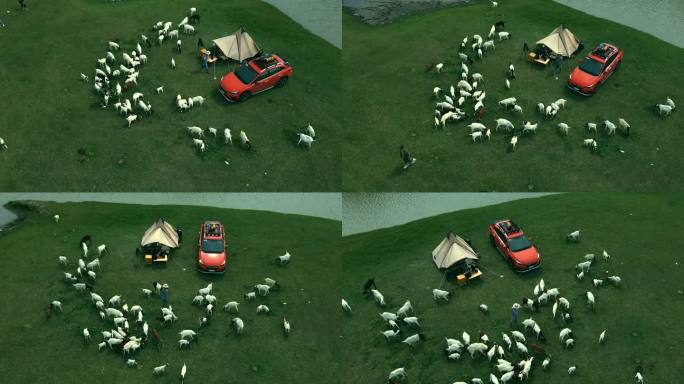 与大自然一起露营草原放羊吃草自驾游旅行车