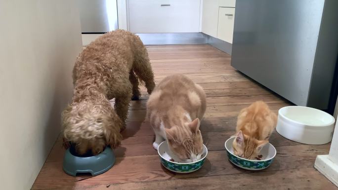 狗、猫和小猫的喂食时间