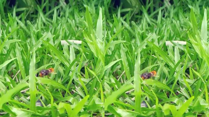 升格高清拍摄草地上的黄蜂振翅高飞。