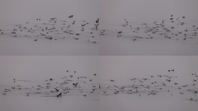 深圳湾的红嘴鸥