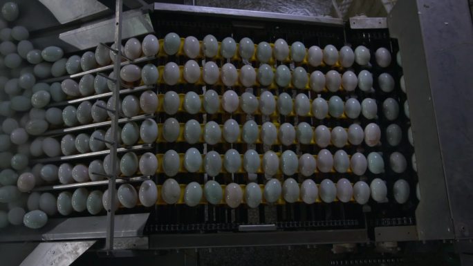 机械化挑蛋高邮咸鸭蛋制作过程生产A019