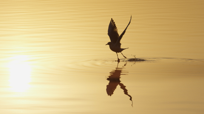 希望梦想，湖面水面起飞的鸟，朝阳