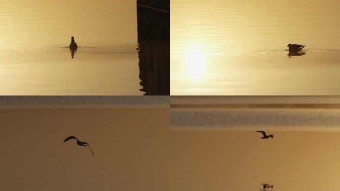 希望梦想，湖面水面起飞的鸟，朝阳