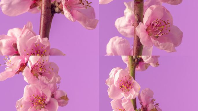 桃花在粉红色背景下旋转盛开，以水平格式延时4k视频播放。春天桃花盛开的视频。