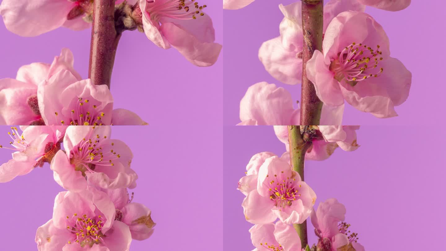 桃花在粉红色背景下旋转盛开，以水平格式延时4k视频播放。春天桃花盛开的视频。