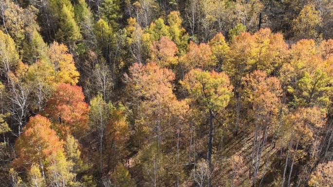航拍秋季原始森林风光