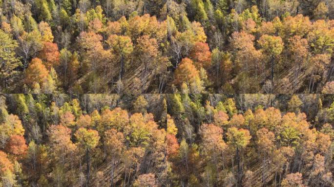 航拍秋季原始森林风光