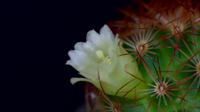 仙人球开花视频