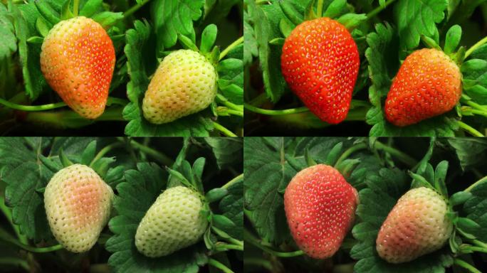 草莓成熟延时视频4K