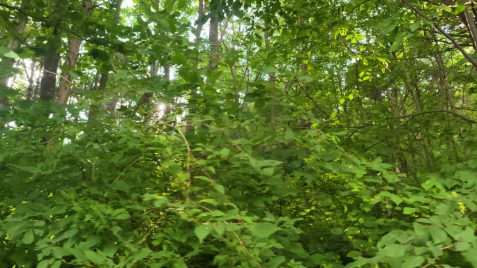 松树针叶林森林逆光唯美镜头空镜