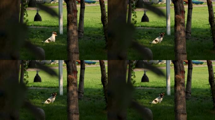 温暖阳光下草地上的东张西望的可爱小狗