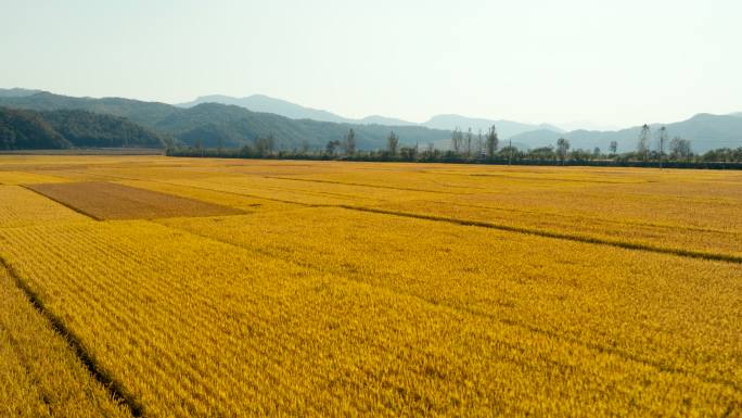 稻田 金秋 丰收 田野