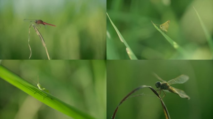 稻田昆虫微观世界绿色环保春天A009