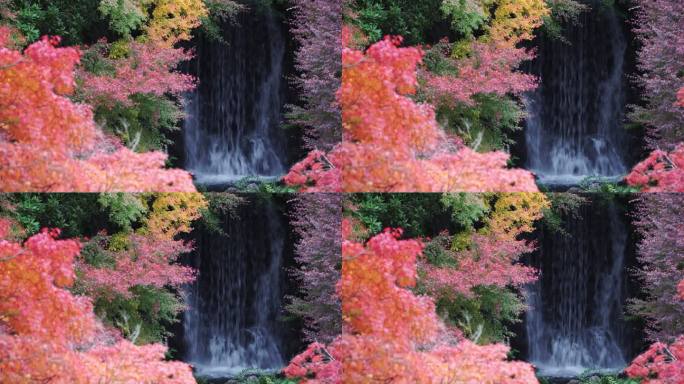 瀑布和彩色秋叶颜色，4K分辨率