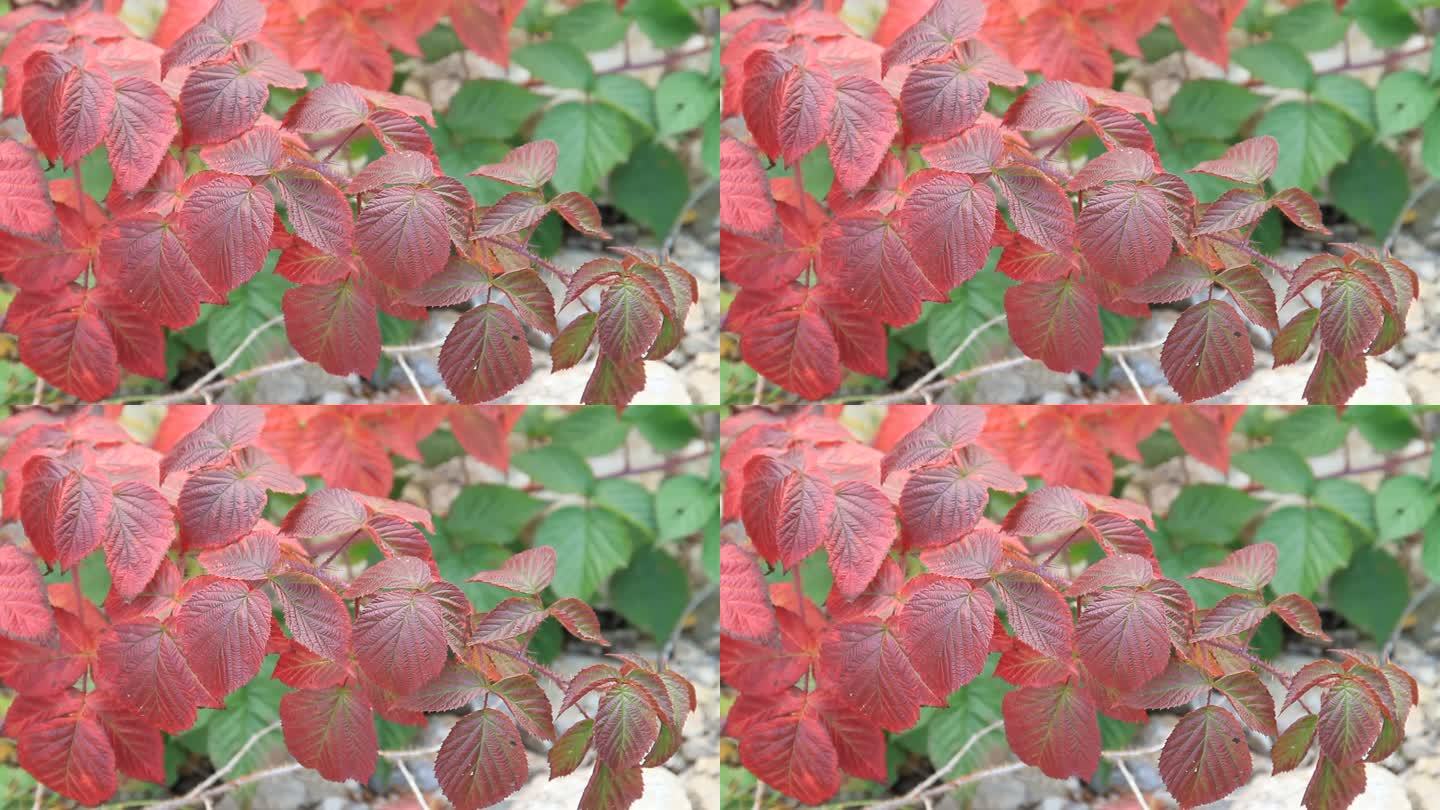 红色的叶子