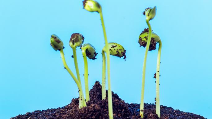 4K Timelapse视频，在蓝色背景下拍摄三个大豆从豆芽中生长和旋转的地面视图。