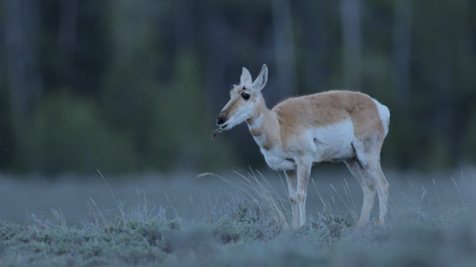 叉角羚、羚羊雄鹿、黄石国家公园、怀俄明州